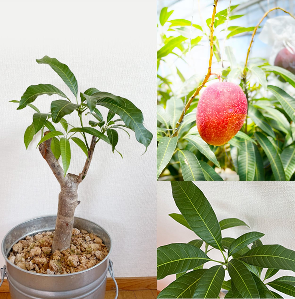 マンゴー苗 １０号サイズ 訳あり 黄色いマンゴー - 植物/観葉植物